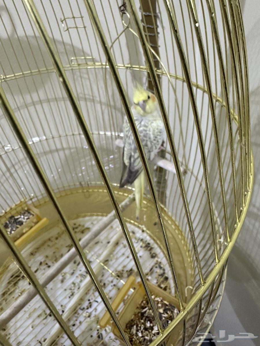 طيور كروان للبيع64514844956034111