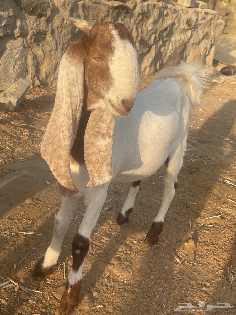 مشروع فحل تيس هولندي64517248343683112