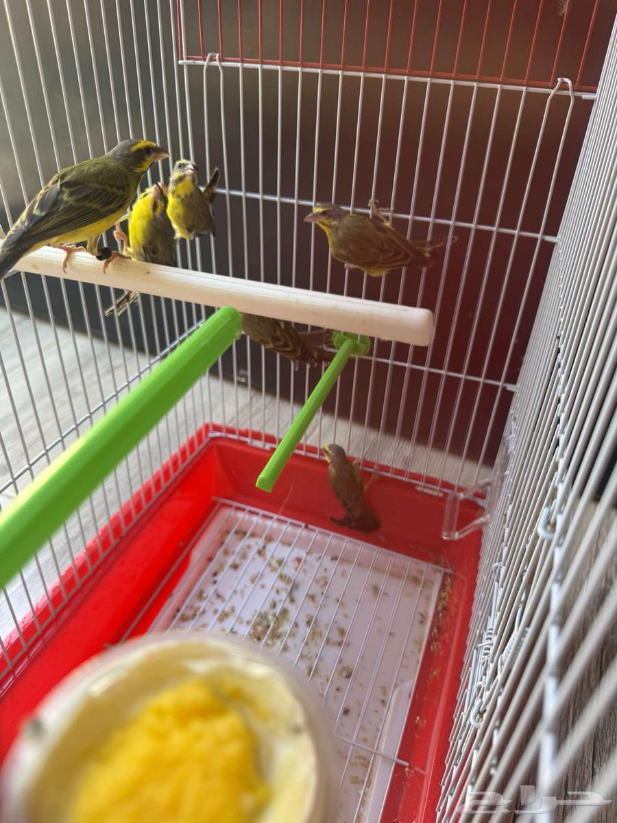 Three pairs of African Mozambique jasmine ((Sold))64513105548290110