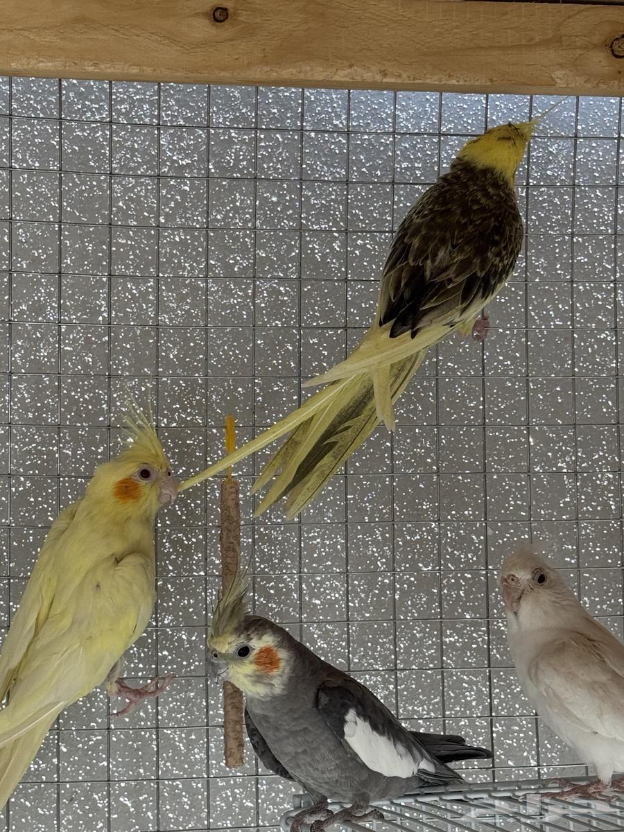 Crowan Birds Condition64515709590913112