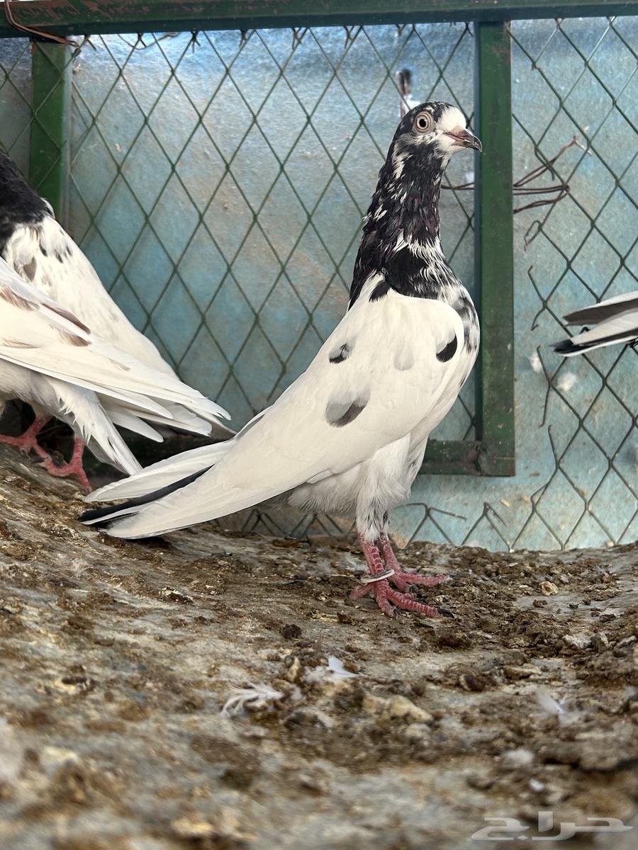 للبيع حمام بكستاني تيدي فواخر مستويات قويه64514169129730111