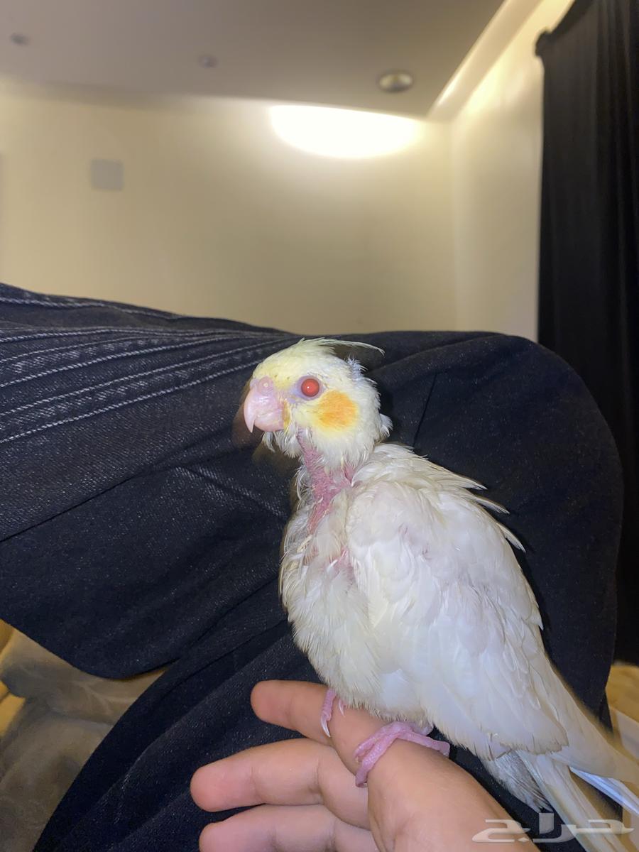 كروان اليف هدد64511815333634110