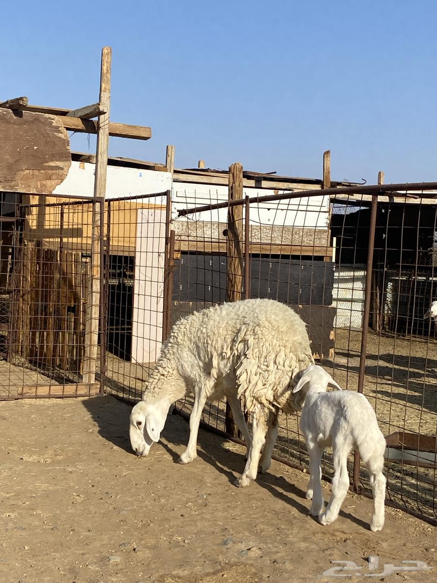 نعجة حبصية جرم والد(تم البيع)64515626022401113