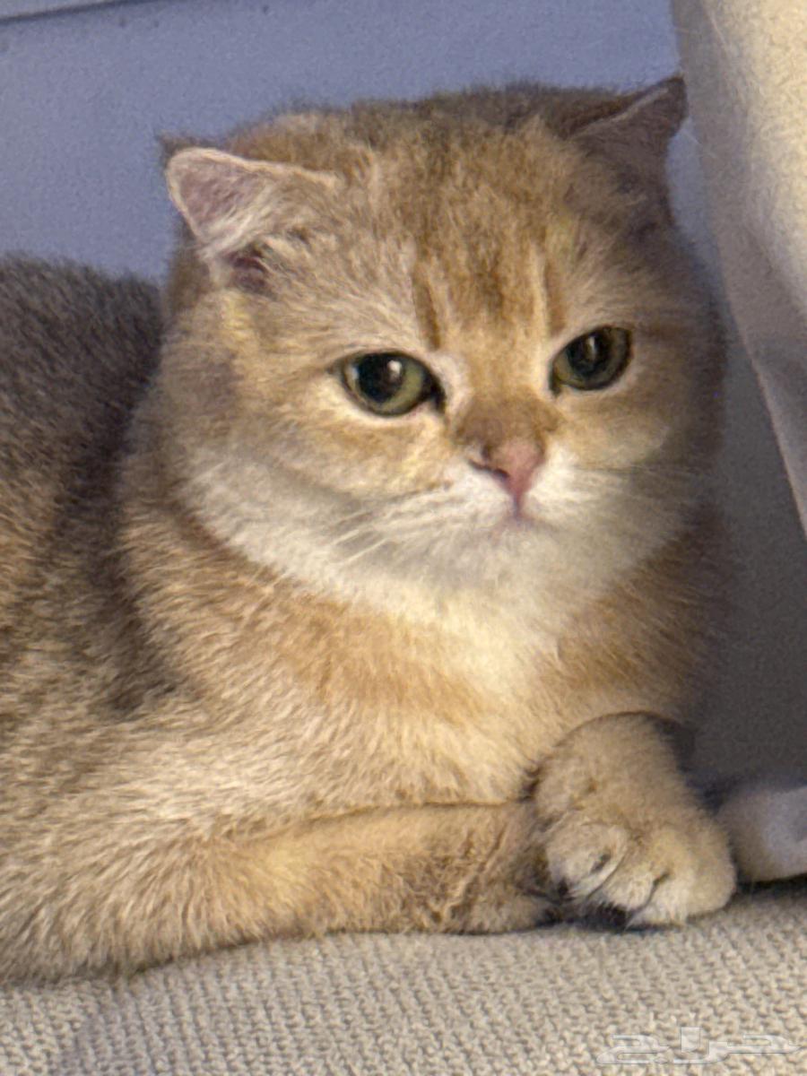 سكوتش انثى فولد NY12 للبيع64511801325058114