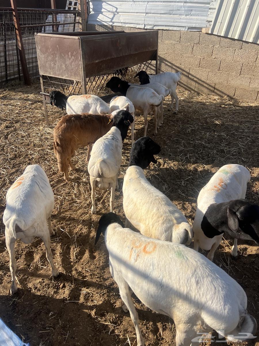 برابر جذعان64516801971971114