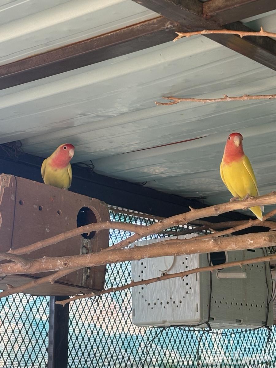 جوز روز منتج علا الشرط64516739651457112