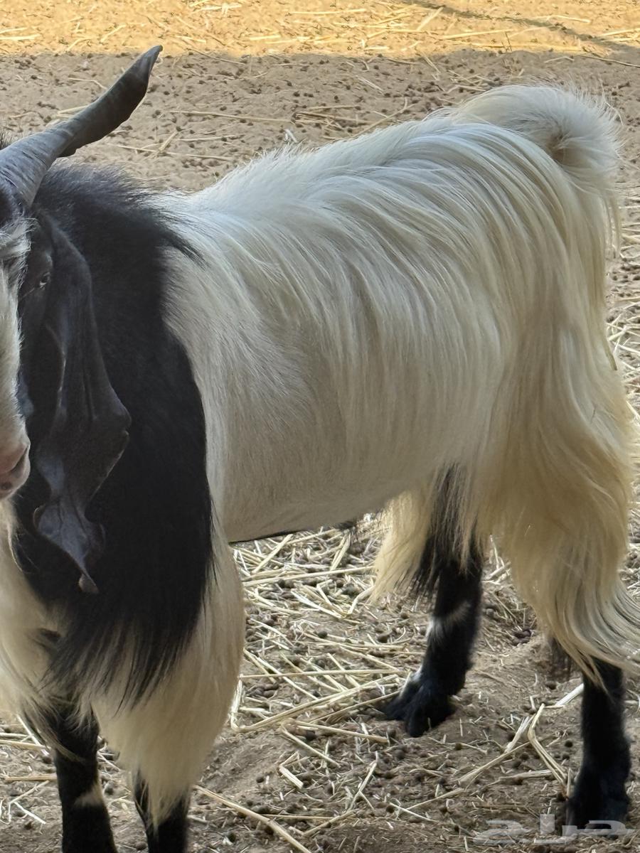 Male goat, stud, occasional64512566748163111