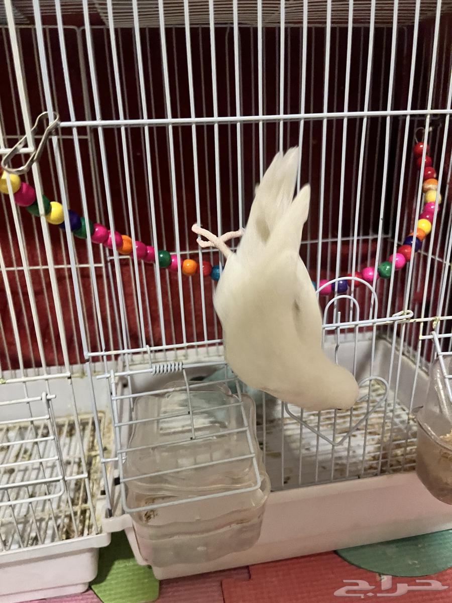 Elif's Bird of the Day64516787656963111