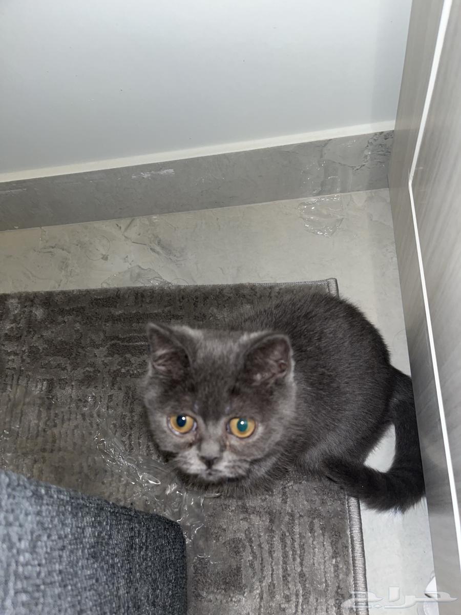 قطط للبيع64518083834113114