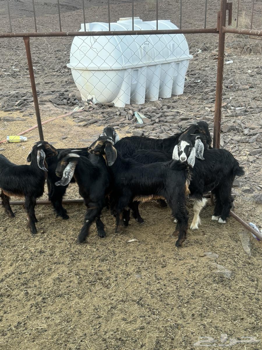 Rams and Jafar64517392141058110