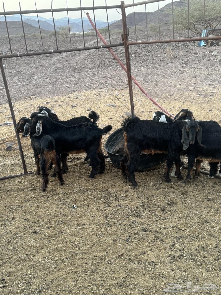 Rams and Jafar64517392141058112