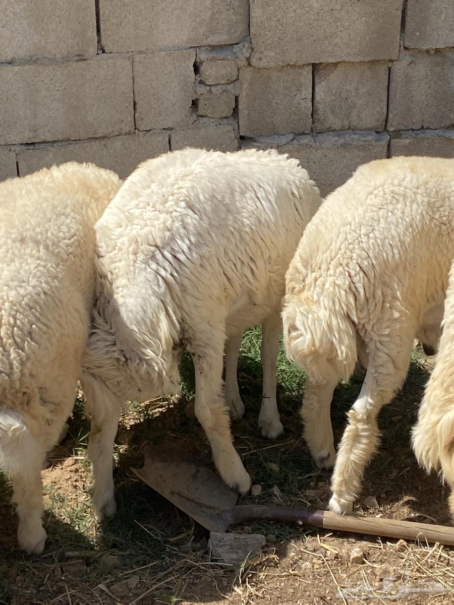 صيادة بني مالك64515361279873111