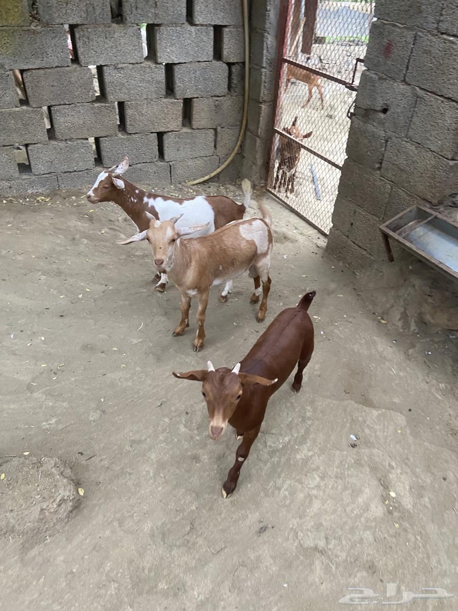 Tios for sale64515695565699110