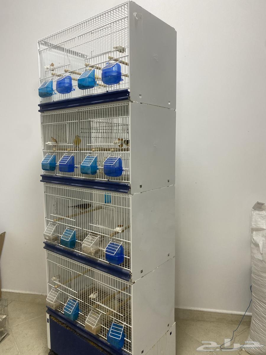 قفص للبيع64514679210115112