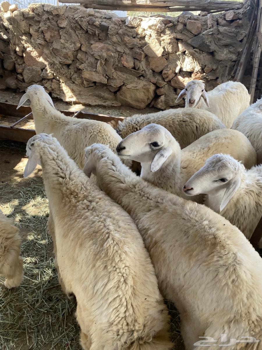 صيادة بني مالك64515361279873113