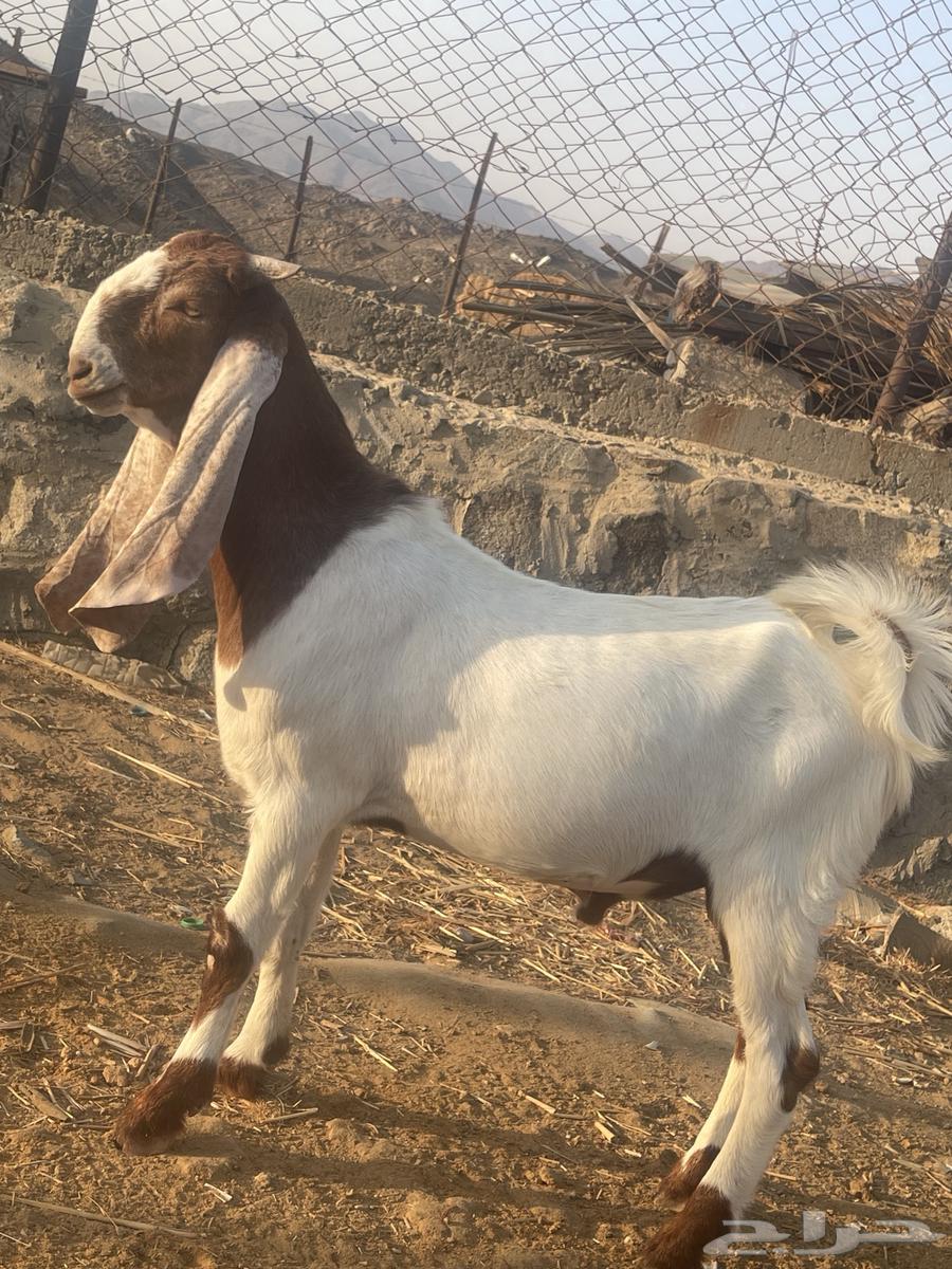 مشروع فحل تيس هولندي64517248343683113