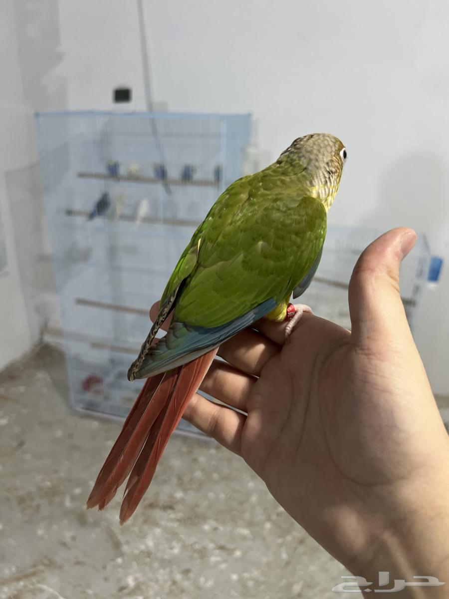 كنيور اليف وهدد-تم البيع64511015267073112