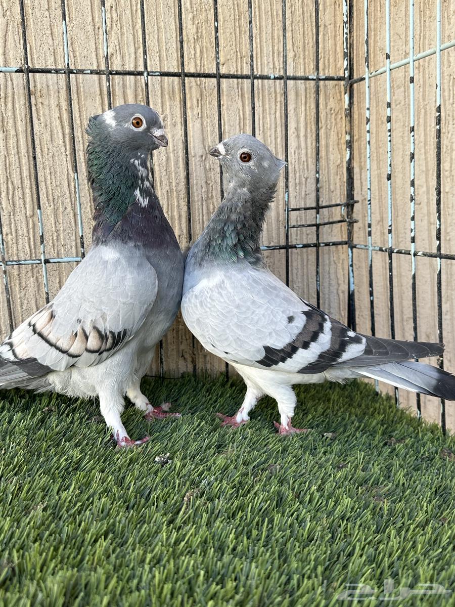 حمام بوز جوز منتج وايت بار. للبيع64514734028290111