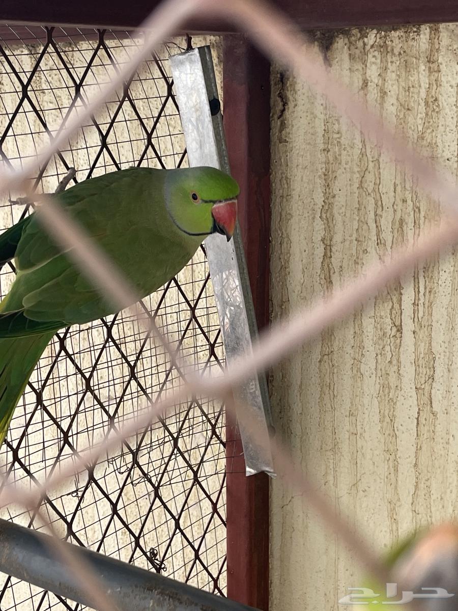 زوج ببغاء دره64514044821123112