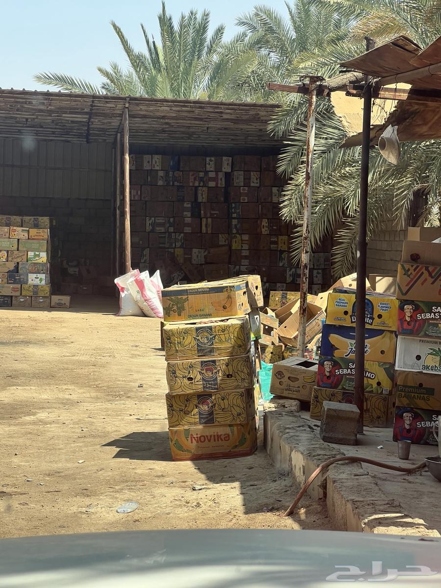 Safri dates, small seed, order for sale64518018476418111