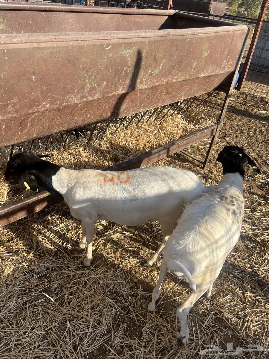 برابر جذعان64516801971971110