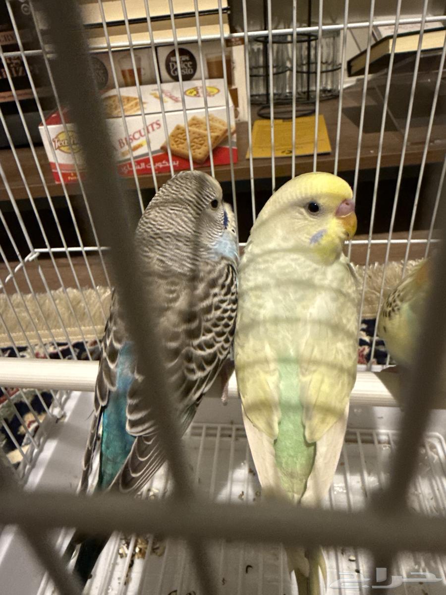 طير بادجي (الملون مباع باقي الأزرق)64511926384259111