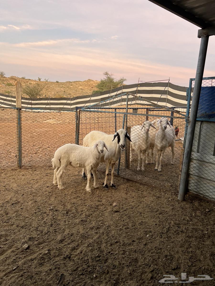 شاه خلفه للبيع64517420682753111