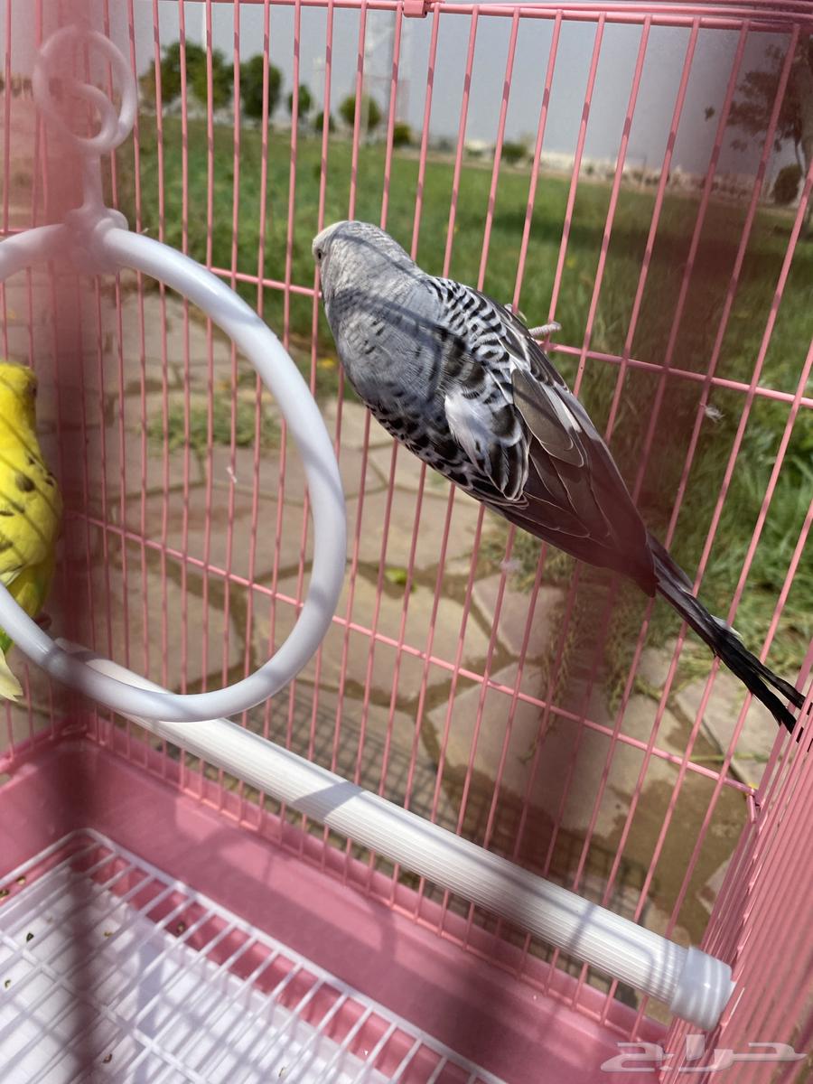 طيور حب للبيع64513258362115110