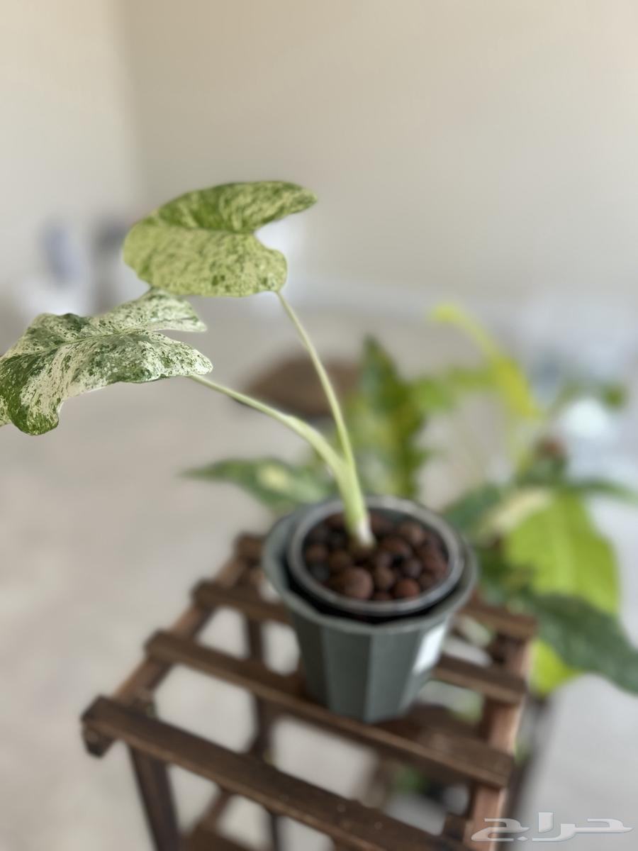 نباتات داخلية منزلية مميزة64517677098883111