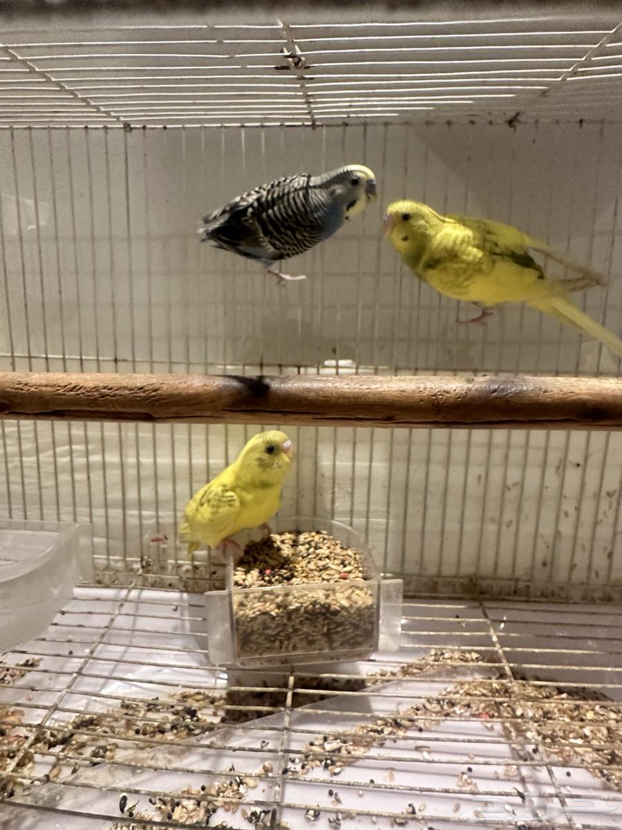 طيور الحب64516396213122114