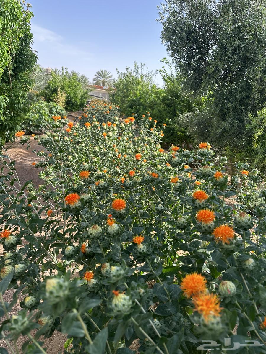 Safflower Seeds64518605328899110
