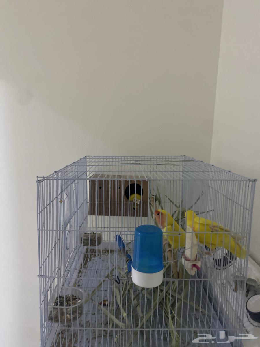 زوج روز لاتينو جاهز للأنتاج64515234902785110