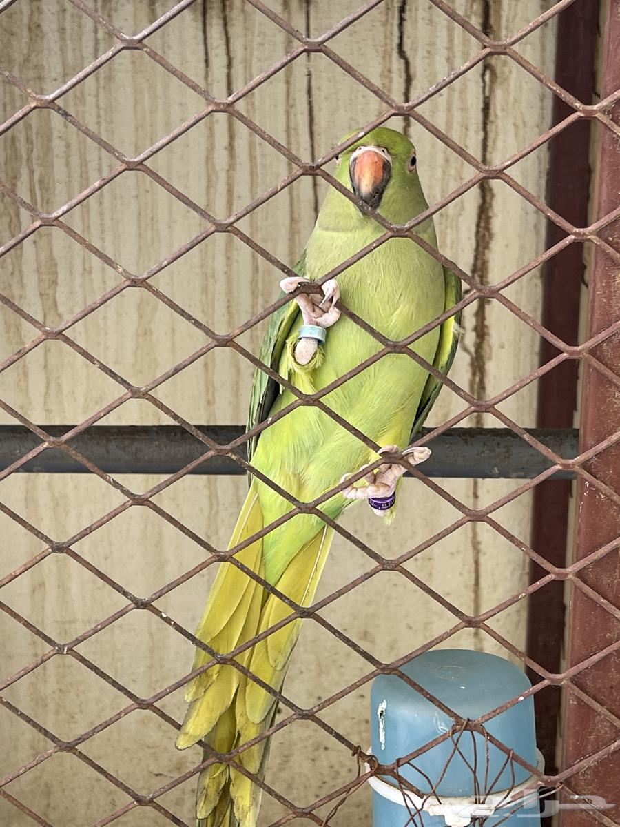 زوج ببغاء دره64514044821123114