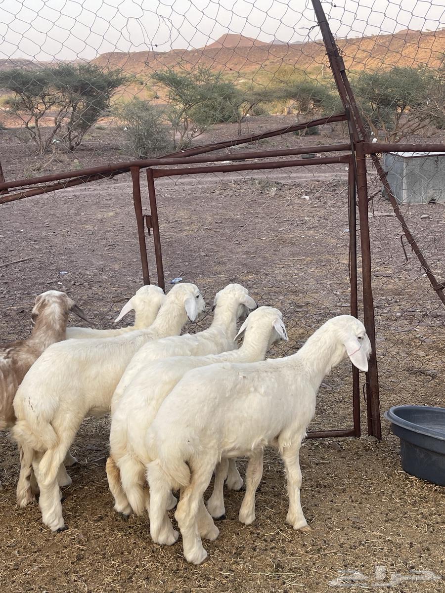 رخال فواخر تمم البيع64513770083330111