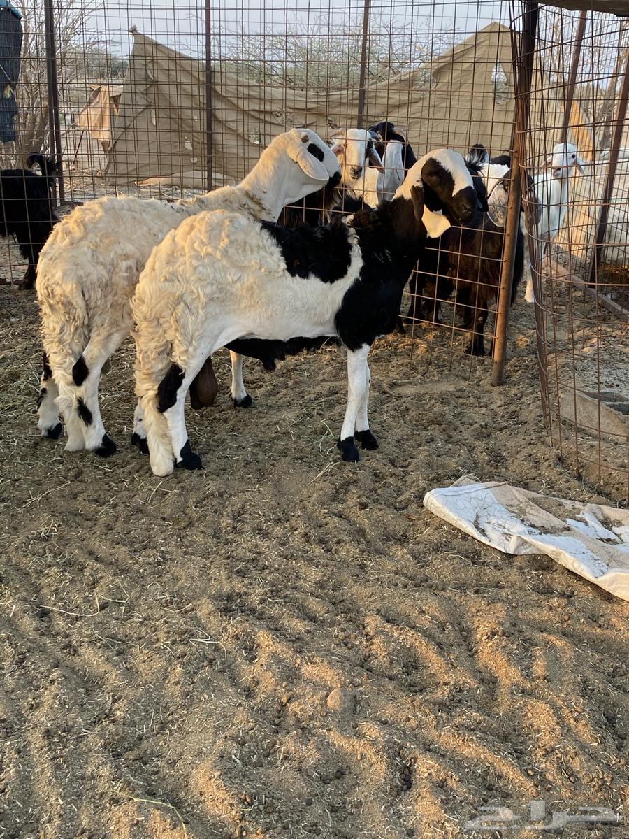 Sawakin Branches64515416879489110