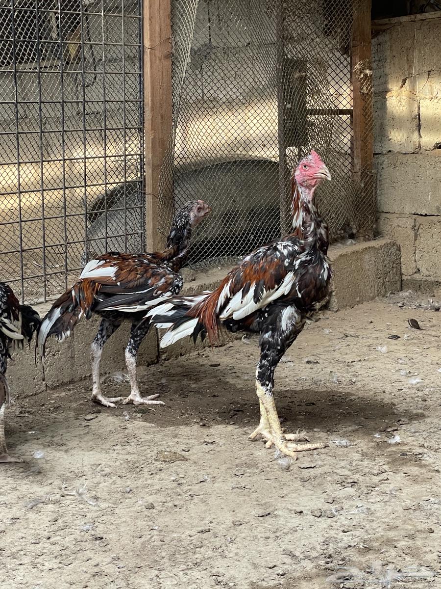 للبيع ديوك سندي64518479671298112