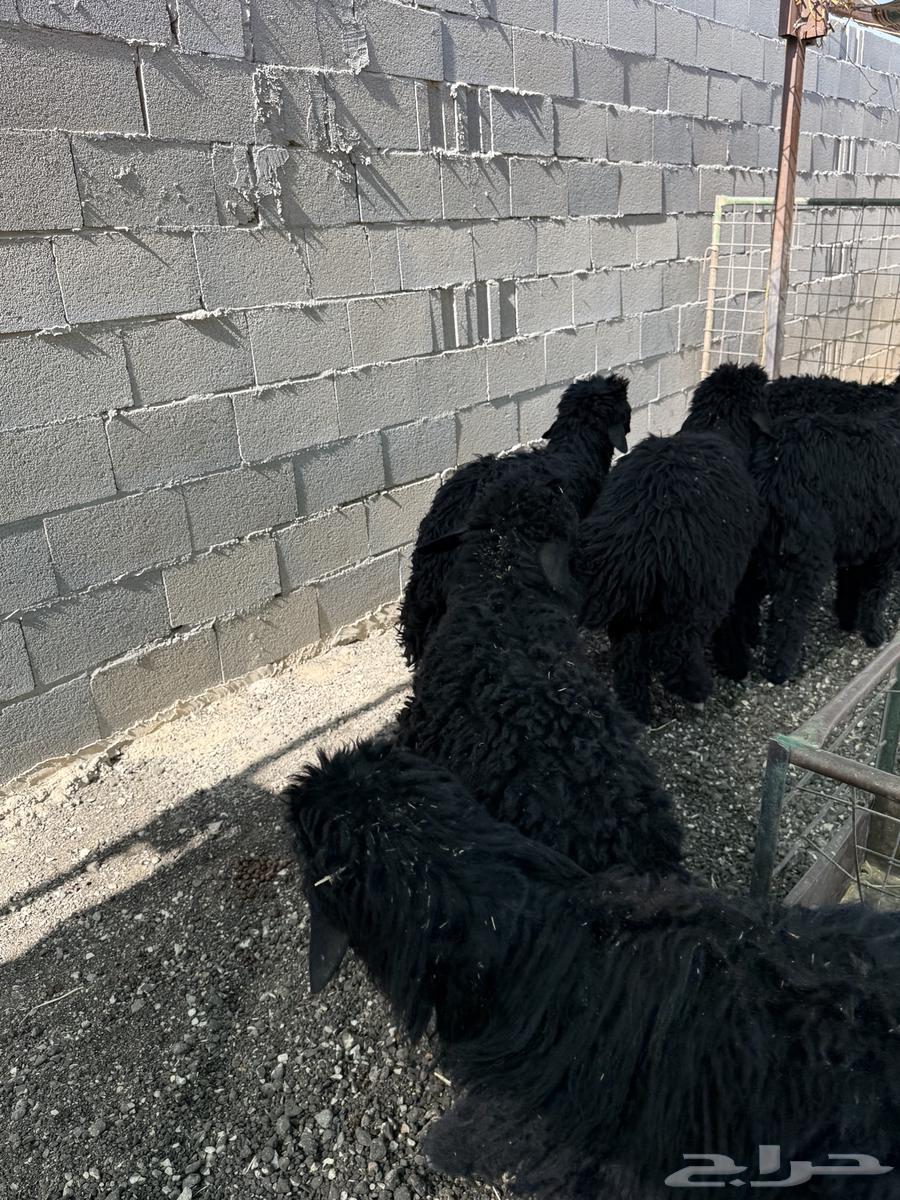 طليان نعيم عرب الإعمار 4 5 شهور تم البيع64512469190913110