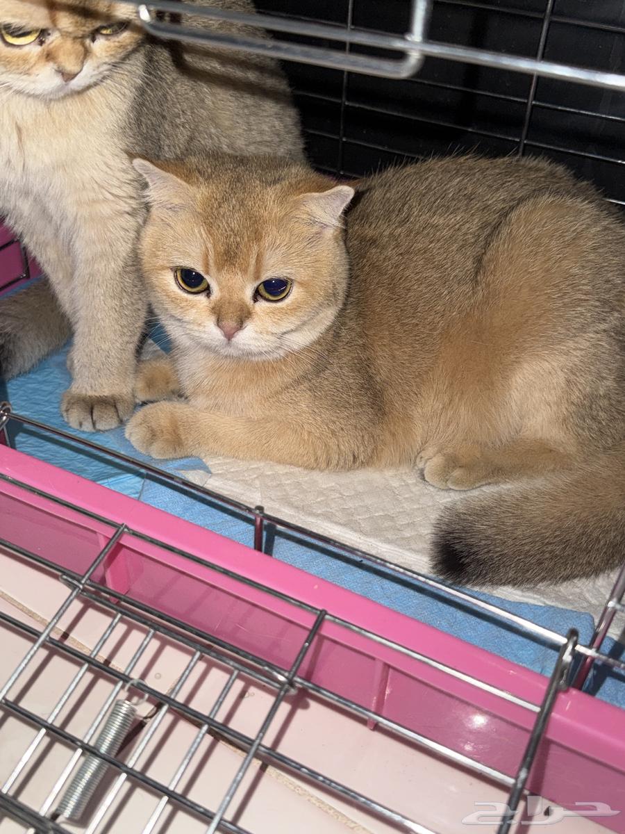 سكوتش انثى فولد NY12 للبيع64511801325058111