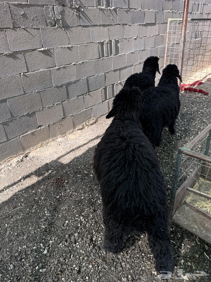 طليان نعيم عرب الإعمار 4 5 شهور تم البيع64512469190913114