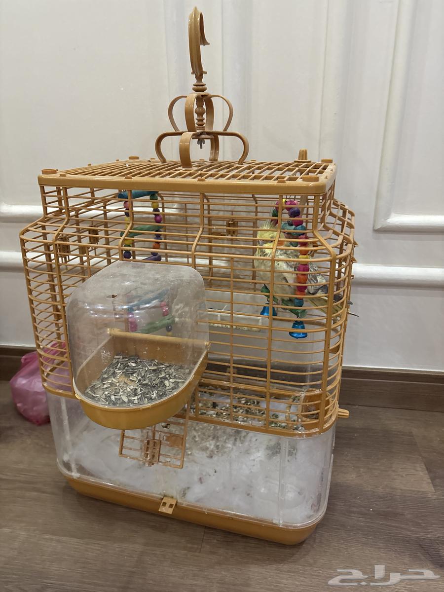 أنثى كروان للبيع مع قفص من أمازون64516296806403110