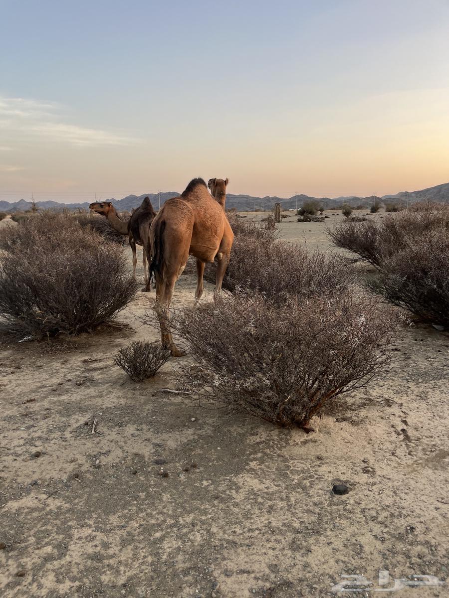 للبيع بكره64517348035202110