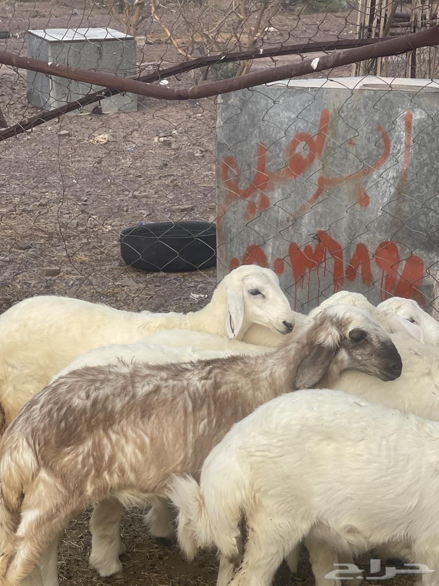 رخال فواخر تمم البيع64513770083330113