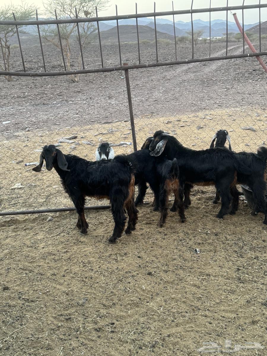 Rams and Jafar64517392141058111