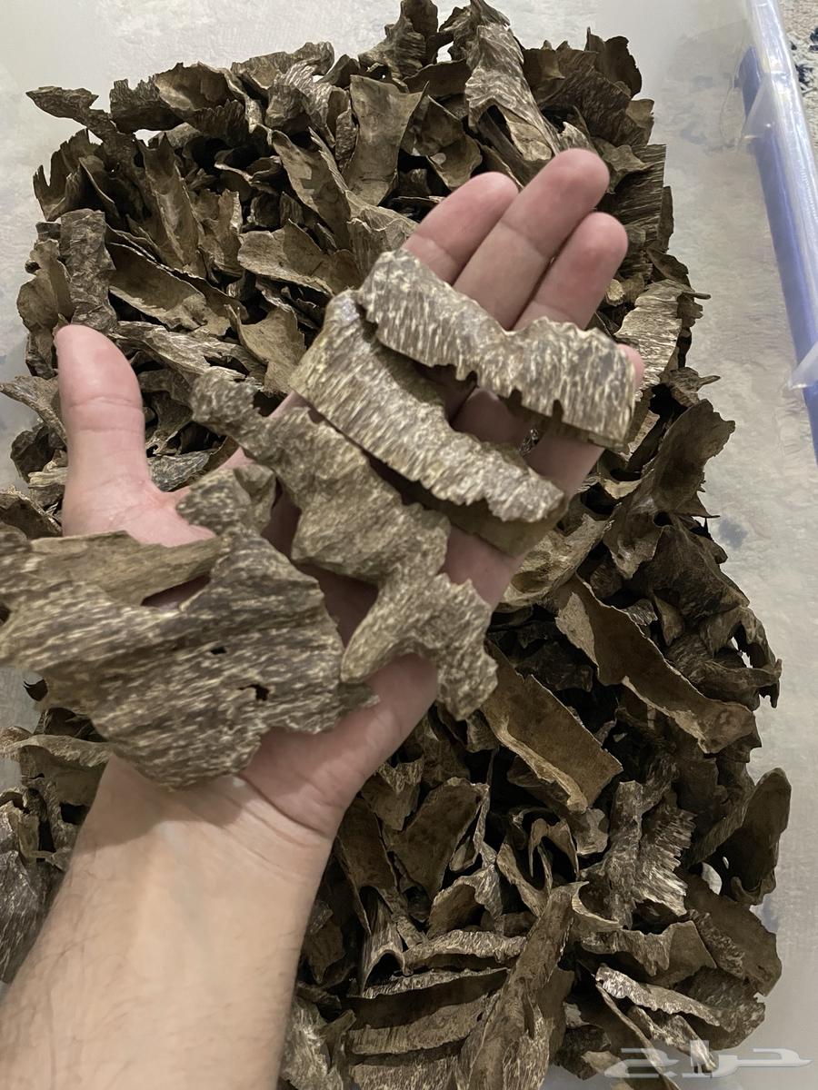 عود فيتنامي طبيعي64516268387074110