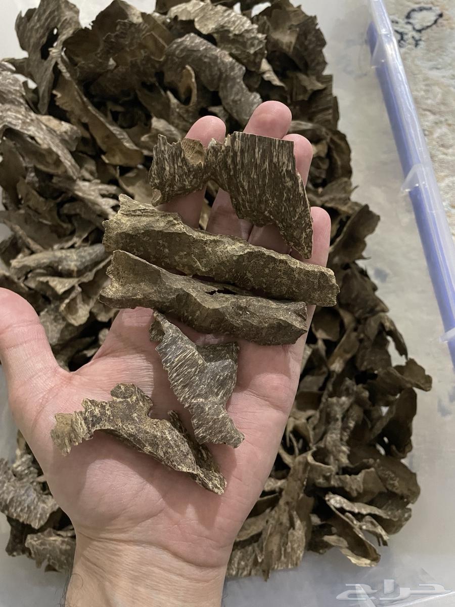 عود فيتنامي طبيعي64516268387074114