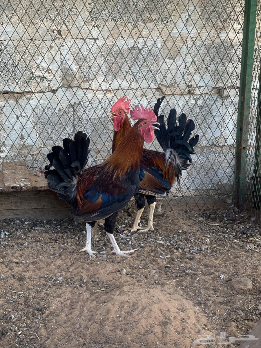 ديوك عربيه ترثه64518549975554111