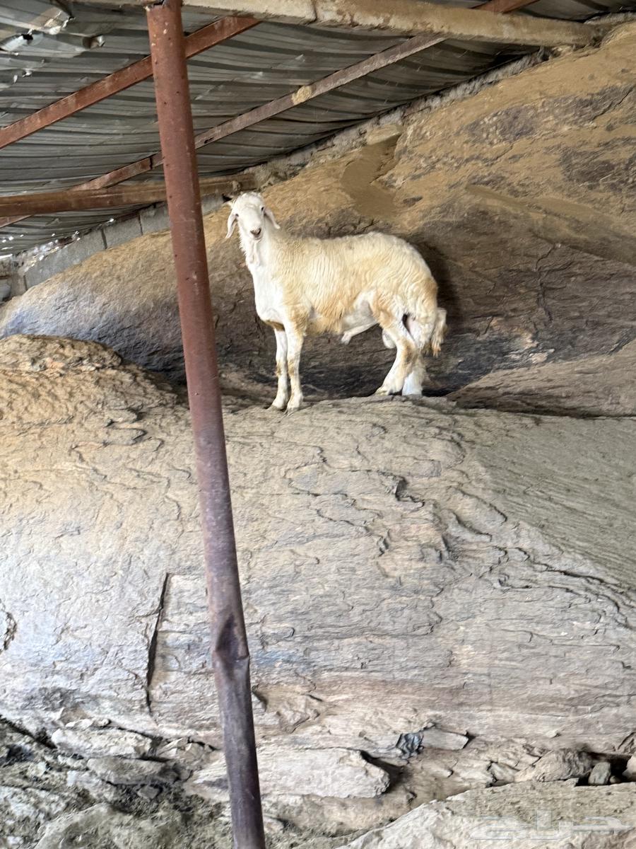 ذبائح طليان حري ة نظيفة (عدد 7)64513645389570113