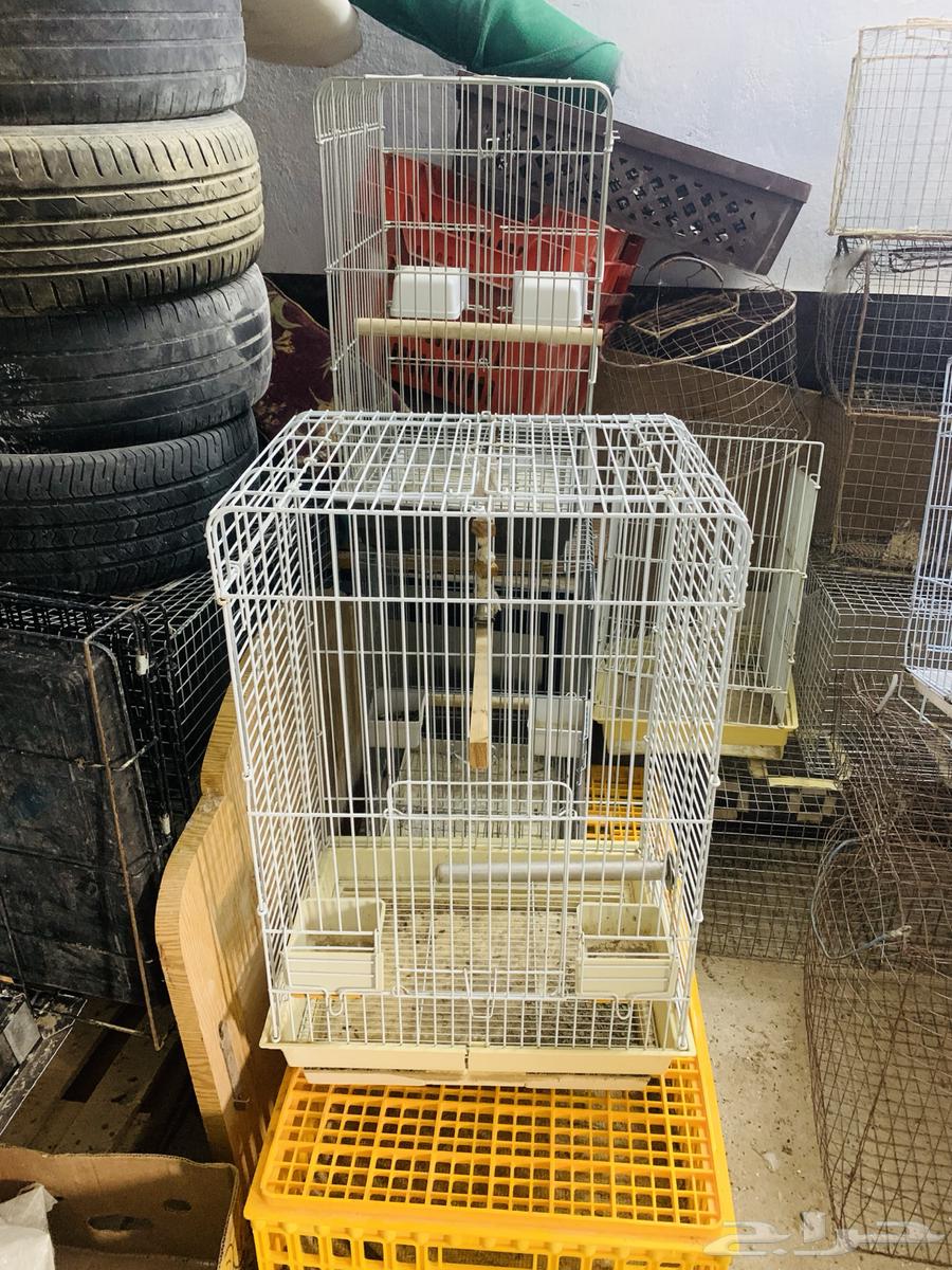 Clean large parrot cages64514444628099114