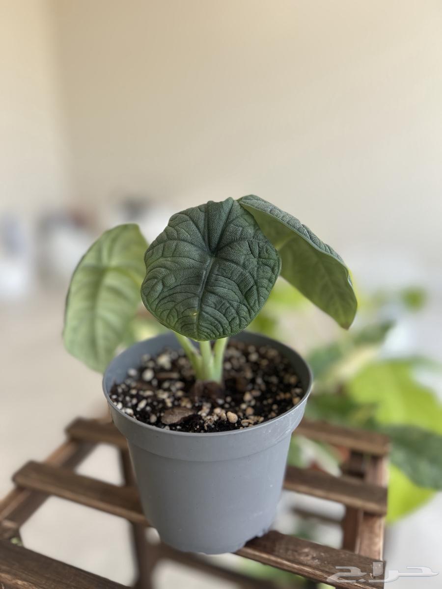 نباتات داخلية منزلية مميزة64517677098883112