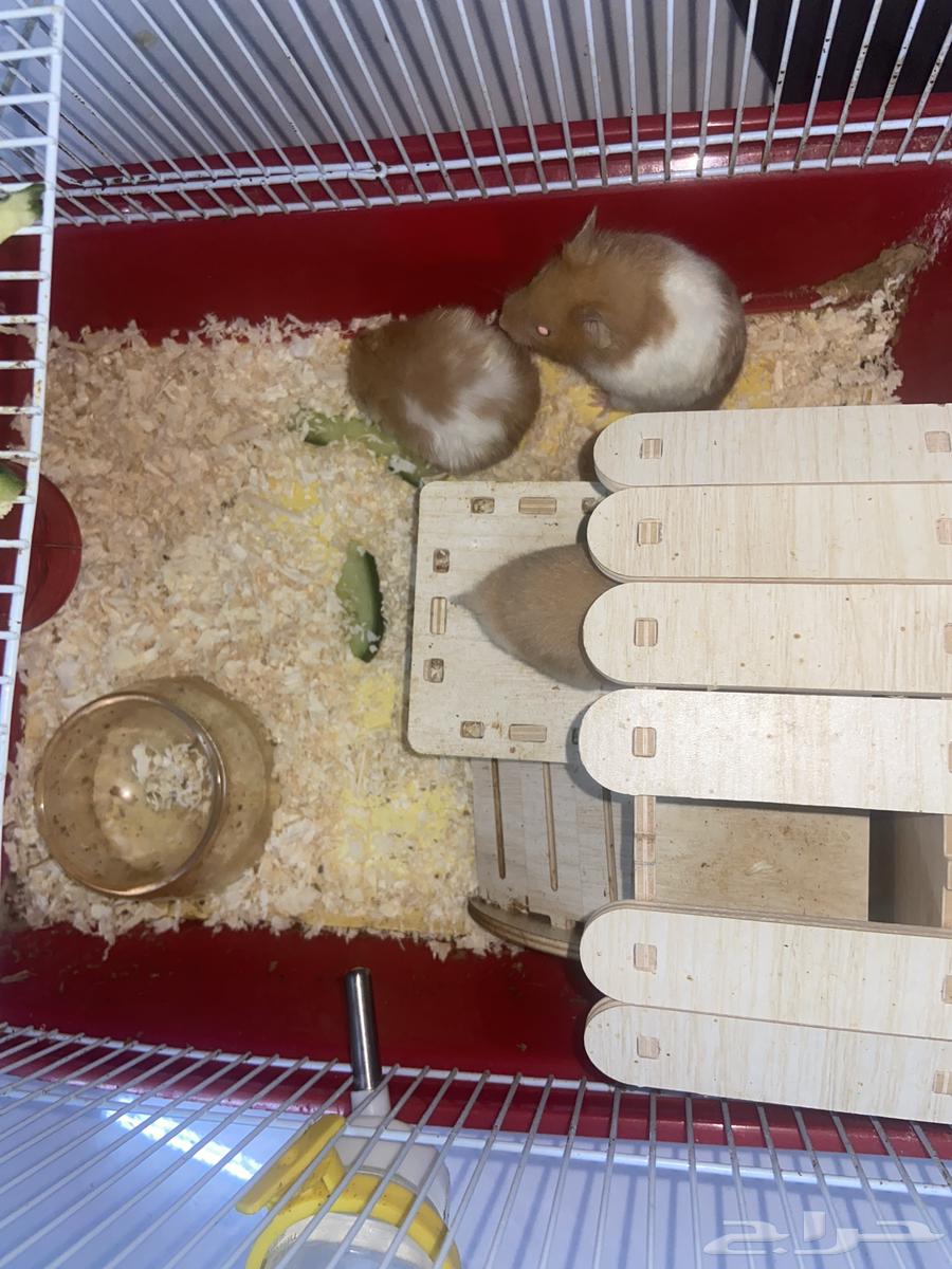 همتارو منهم خمسه للبيع علا السوم64516978434689110